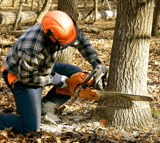 Tree Removal in Buzzards Bay, MA